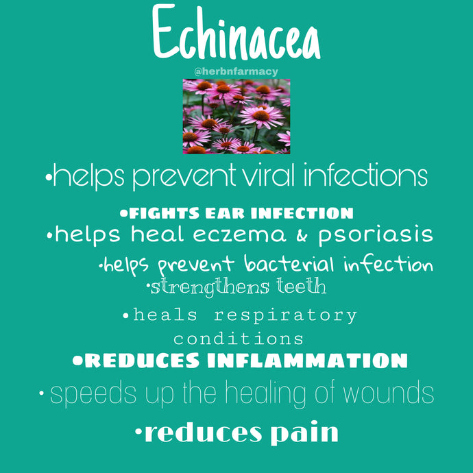 Echinacea Herb
